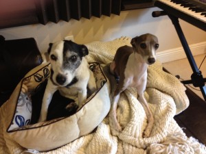 Topsy and Izzy 2013